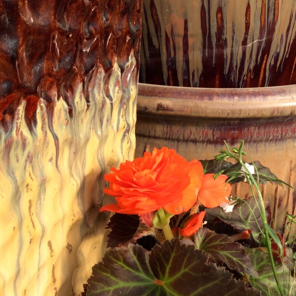 Orange-Begonia-with-gorgeous-pot-in-background