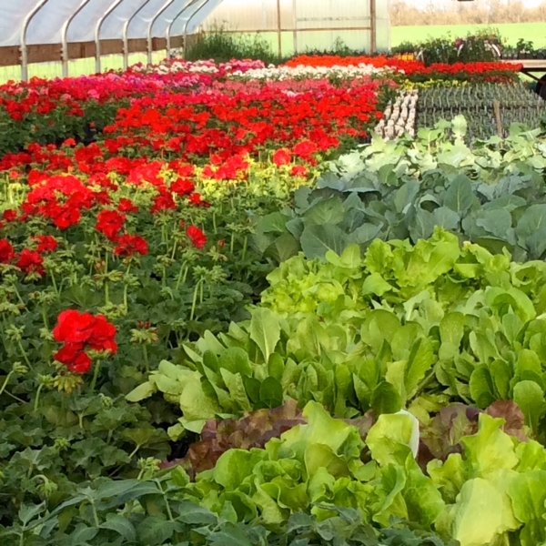 Red-Geraniums-in-Greenhouse-with-Salad-Bowls-in-foreground