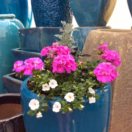 Pink-Geranium-in-Blue-Pottery-Pot