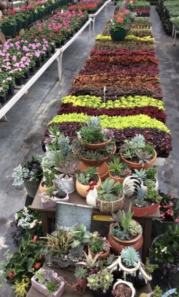 SHOP Cover