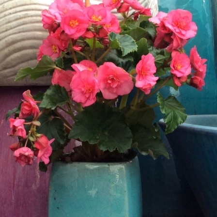 Evie-Pink-Begonia