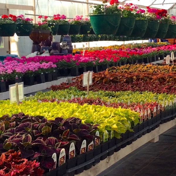 Greenhouse-showing-Coleus-and-Geranium-selection