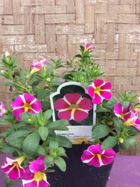 25EA9B27-14EA-457E-9FCD-EA5984437D95