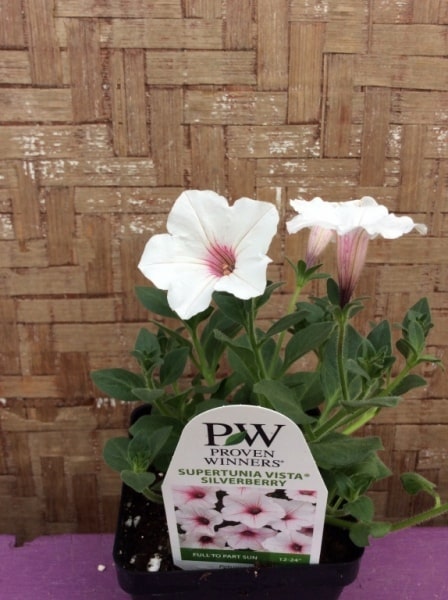 1A0C178F-D4CB-4DDF-A4C5-2ADFB4E91284