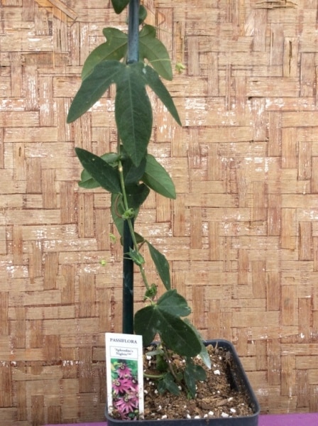 1A570CED-9621-47C7-9569-47AC80847DD7