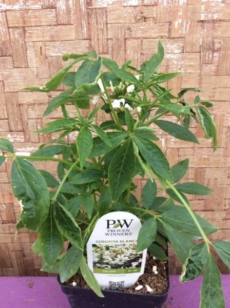 307B702C-6431-4FA3-AE06-58FD931D1691