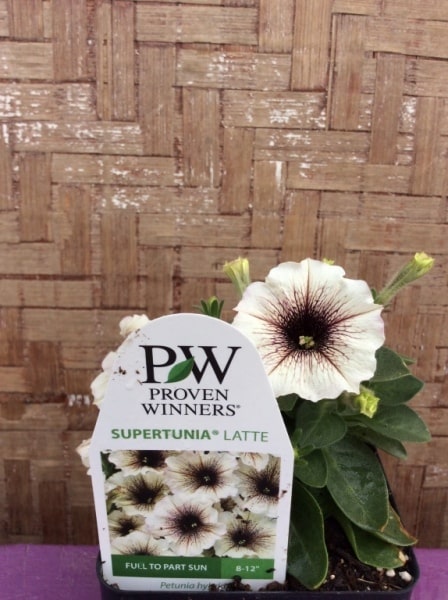 391F20D4-C8C1-4B86-AA5E-26F315C1300A