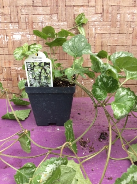 5388A926-A2DF-4BC8-8459-EB4D708D5029