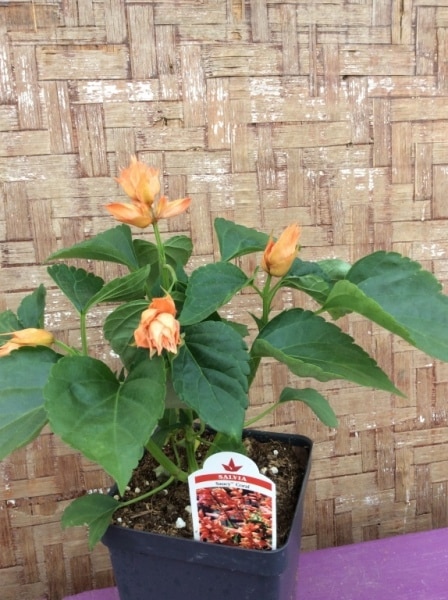 6671B539-1F48-4506-9374-A478ED13B23D