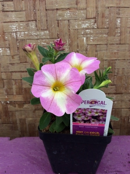 7128A20D-9E6F-44EE-8D6C-D7E515FB2927