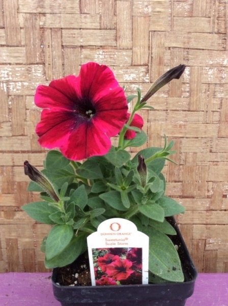 7BE01831-1B98-438D-A38E-1D60505E34D3