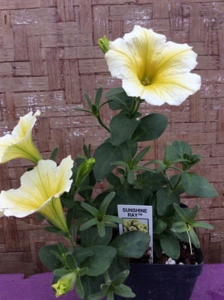 7F74E2B2-A063-427D-A3E8-D1DEC852E206