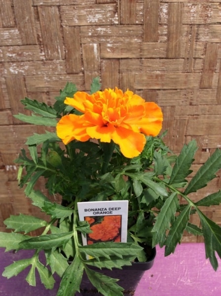 9C2F5B62-3B49-4C3C-91E1-0B6D7A74BF53