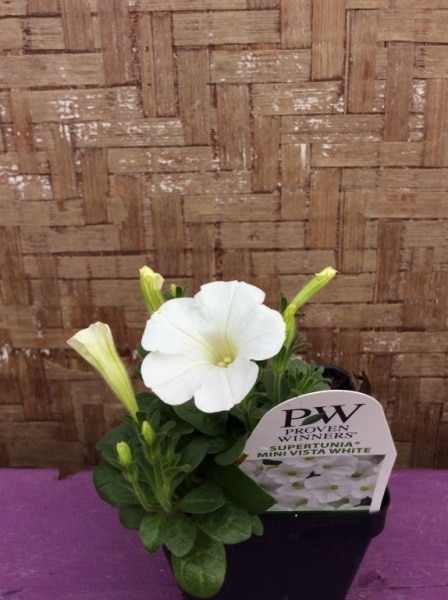 A3B8FDA6-DCD6-4739-A186-350790900667