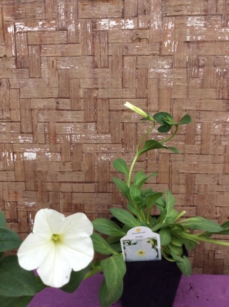 A7DC7B54-2F83-479E-8F9F-C66F5D34FE35