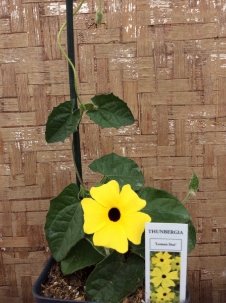 B62F6D0A-5D12-43B3-A7F0-505743CBCC19