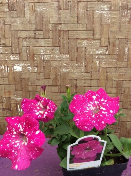 B8762C58-BBE0-4664-ACC3-84CD2CA6F0E7