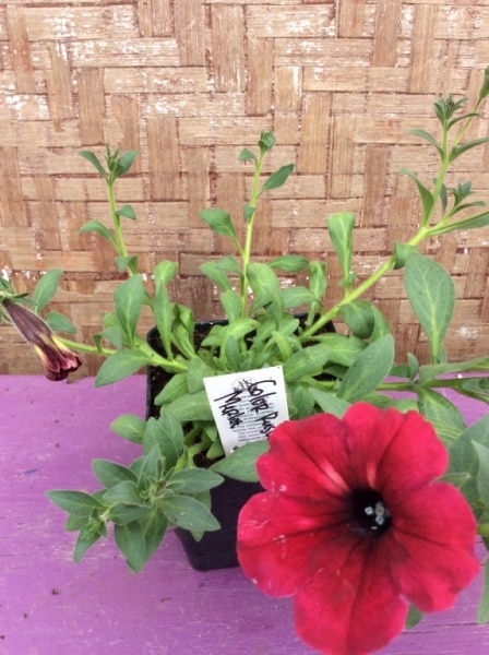 B914C09E-3B78-4BD1-932F-CC88B2234AF4