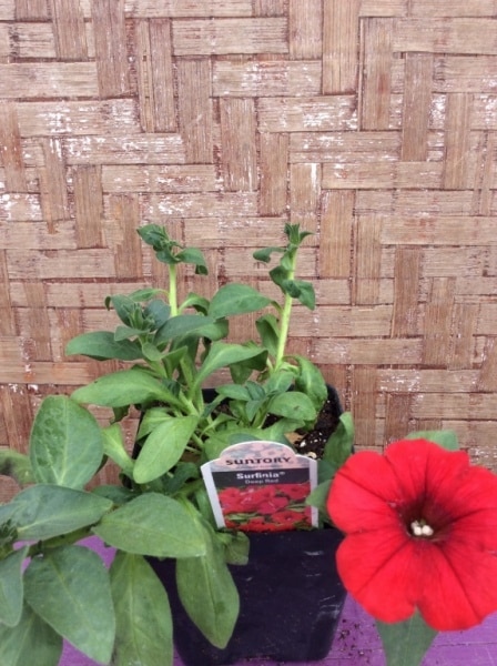 BA03552D-F9F8-49D0-A73C-49D62CAB9941