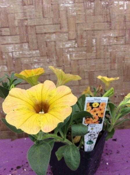 C0173D55-B2BA-44E4-BE7E-D22119317859