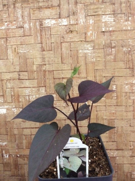 C56FF2BC-EA01-4099-AE92-DA5BF9D7DB79