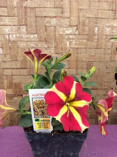 C942347B-B33D-4C11-89F9-5529CD16845C