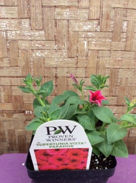 CE0BC44C-56FA-4CF4-A24D-F3664475E903