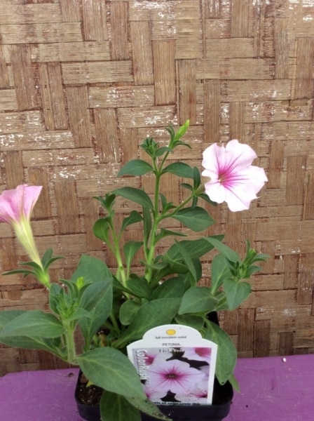 D3760729-0287-4515-B6BD-CFD4745B6621