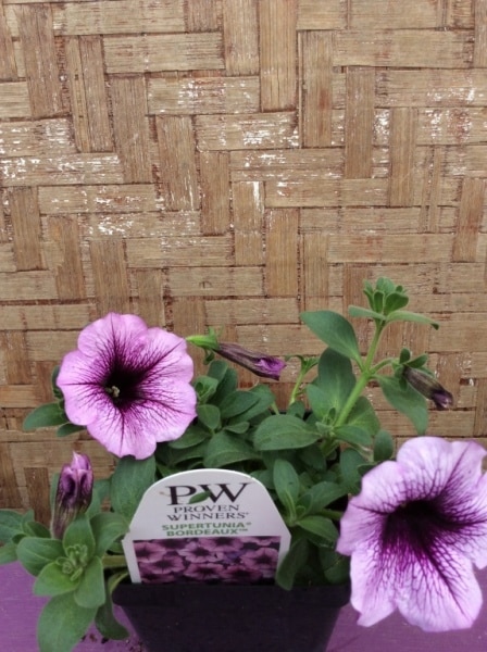 DF94E35E-0693-4BB0-BCEE-932095E427D7