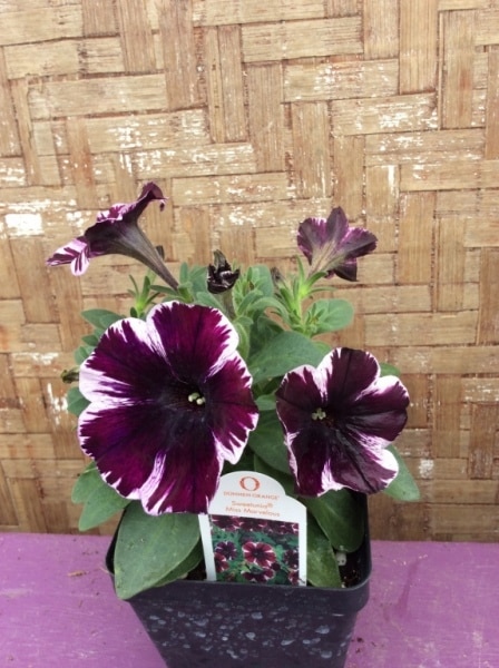 E10CC7EB-A72B-4D6F-BC1D-CE411CFD14ED