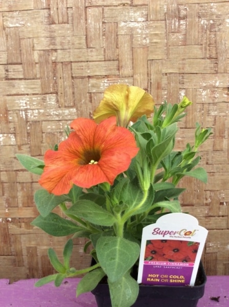 E83D2231-B1D5-4260-8083-7A92B29382DB