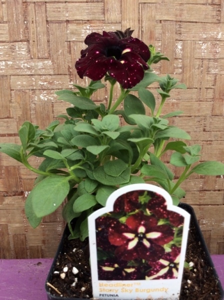 E9EC3680-E1F5-4ED8-AF1F-3B22567962E9