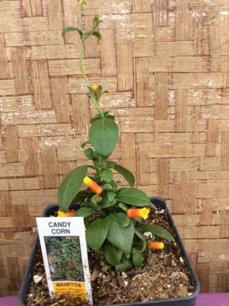 FAE617F0-6ABE-47B4-8FA6-6A94A288E773