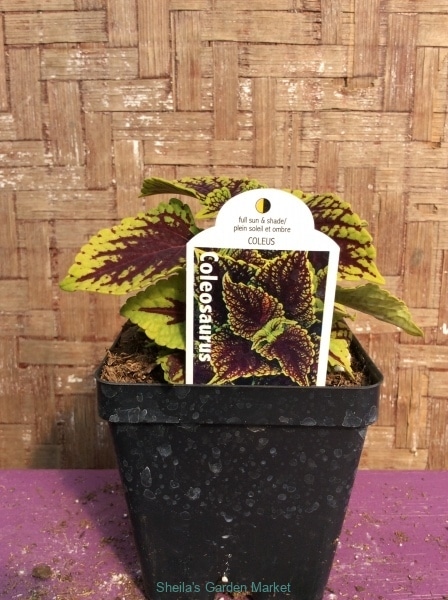 118028D5-C7C8-42B1-8551-B20459A4D9A8