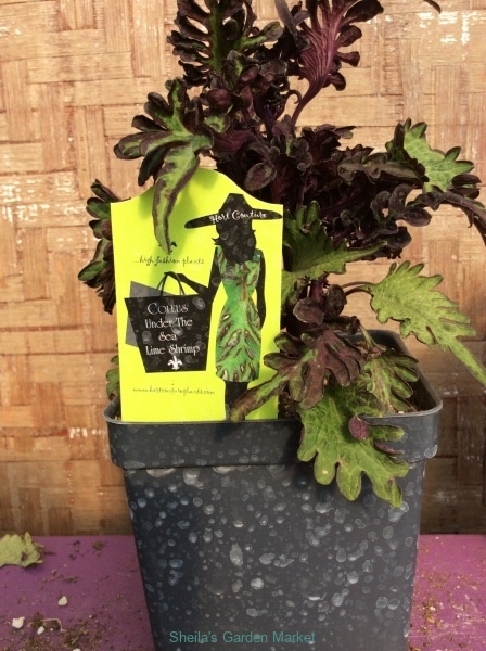 6B4B7293-6702-4E99-B5F2-492F4E79C26C