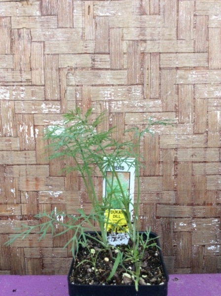 020A811A-3F26-4174-87B3-D21C17D4B301