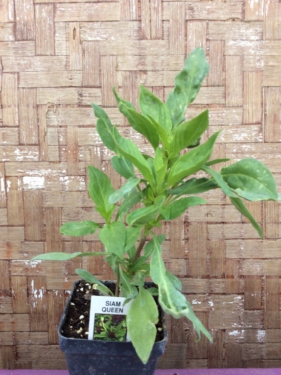 1ABA4A9A-5D3E-4D04-B38D-9EA85A89C245