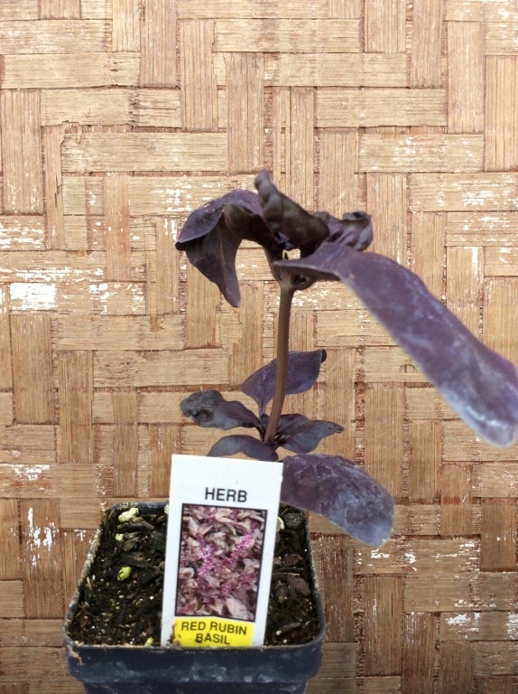 98EE8C65-BA6B-4BEB-851C-E51C993AFECA