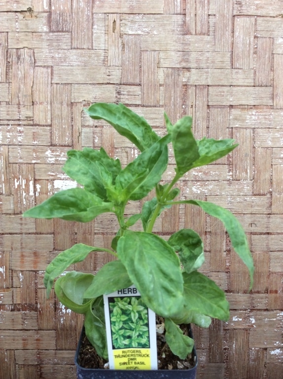 CE756A73-958D-429B-93E0-9C28DA38674D