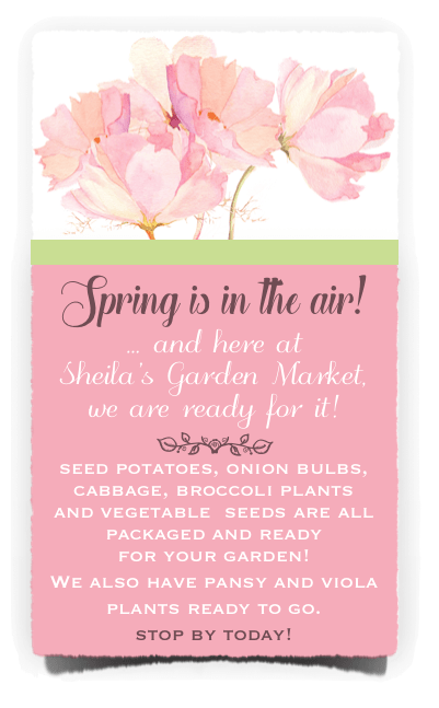 Spring is in the air! … and here at  Sheila’s Garden Market,  we are ready for it! seed potatoes, onion bulbs, cabbage, broccoli plants  and vegetable  seeds are all packaged and ready  for your garden!  We also have pansy and viola plants ready to go. stop by today!