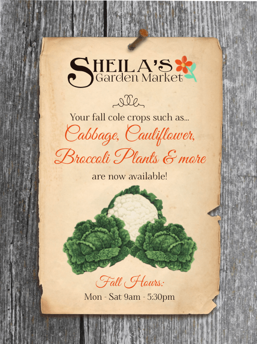 Your fall cole crops such as Cabbage, Cauliflower, Broccoli Plants & more are now available!