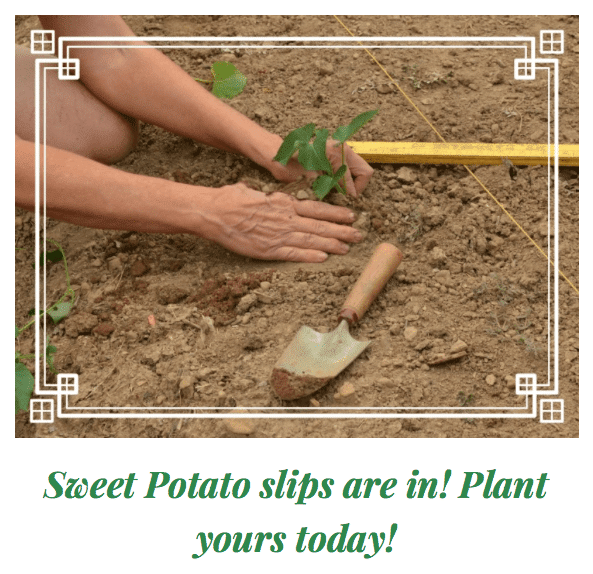 Sweet Potato slips are in! Plant yours today!